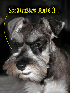 Schnauzers rule.gif (64635 bytes)