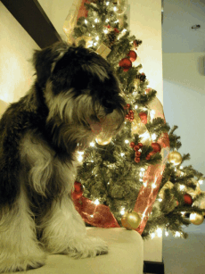 Toby and Tree.gif (60095 bytes)