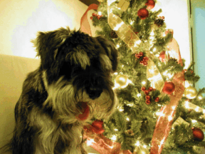 Toby and Tree2.gif (56680 bytes)