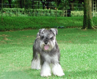 Toby on Grass.jpg (72320 bytes)