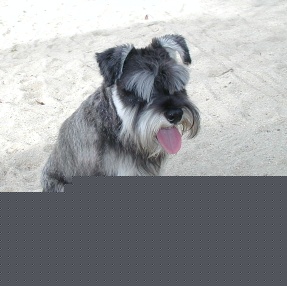 Toby on Sand.jpg (40715 bytes)