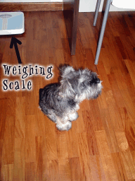Weighing scale.gif (43580 bytes)